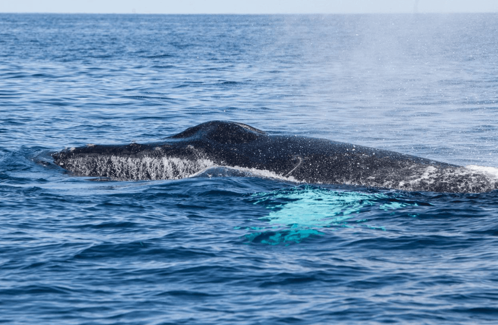 How Scientists Study Whale Calls in Samaná Bay