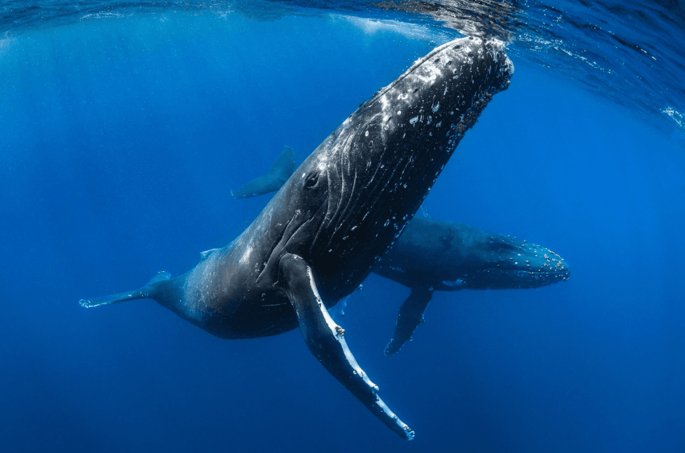 Why Do Humpback Whales Have Such Long Pectoral Fins? - Samana Whale Watching Tour Guide