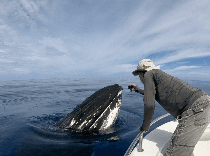 Samaná Whale-Watching Tour vs Private Charter