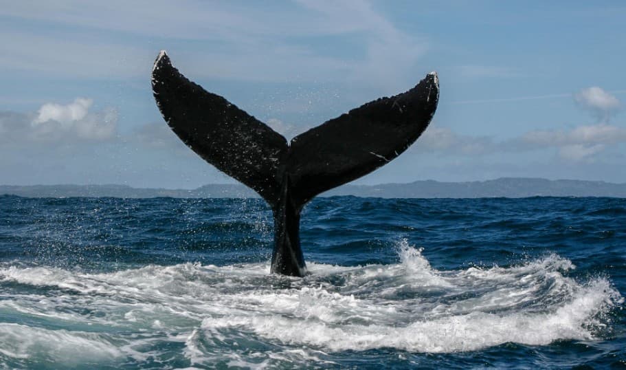 Samaná Whale Watching 2027: Tours & Visitor Guide - Samana Whale Watching Tour Guide
