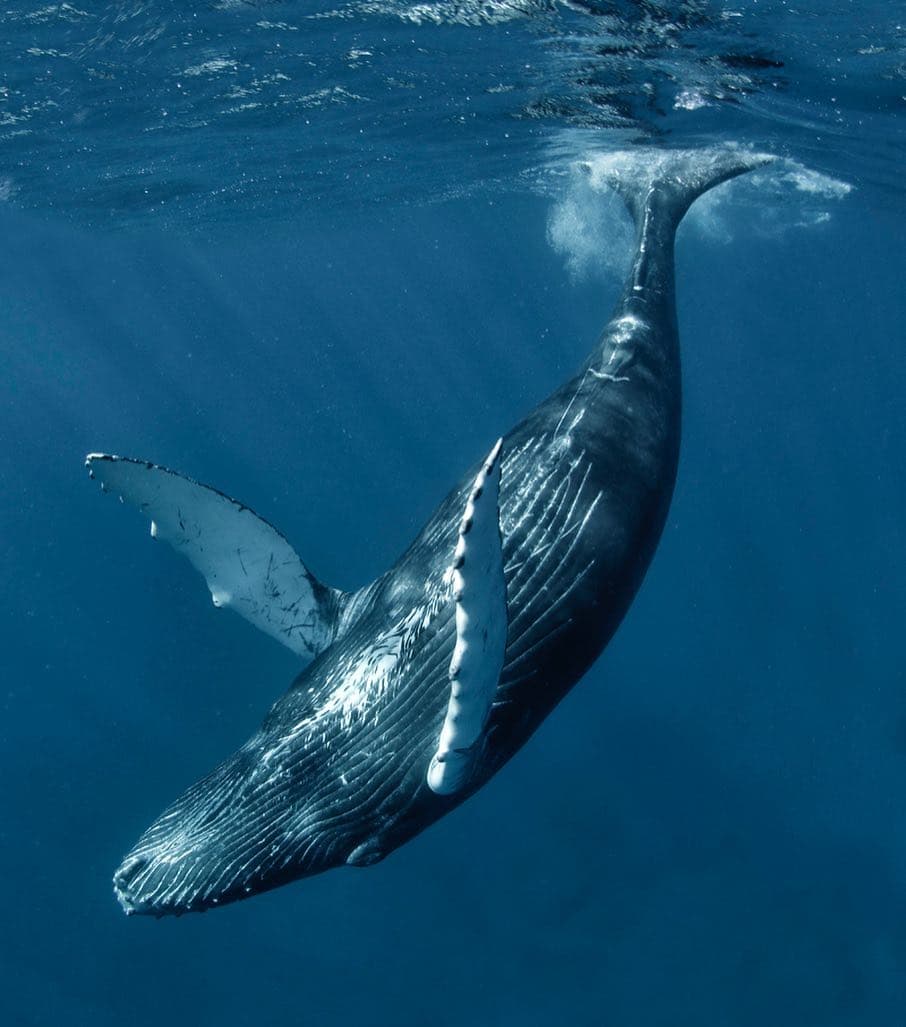 Small boat excursion navigating mangrove channels and wildlife in Samaná Whale Watching Tour – Humpback Whales in Samaná Bay