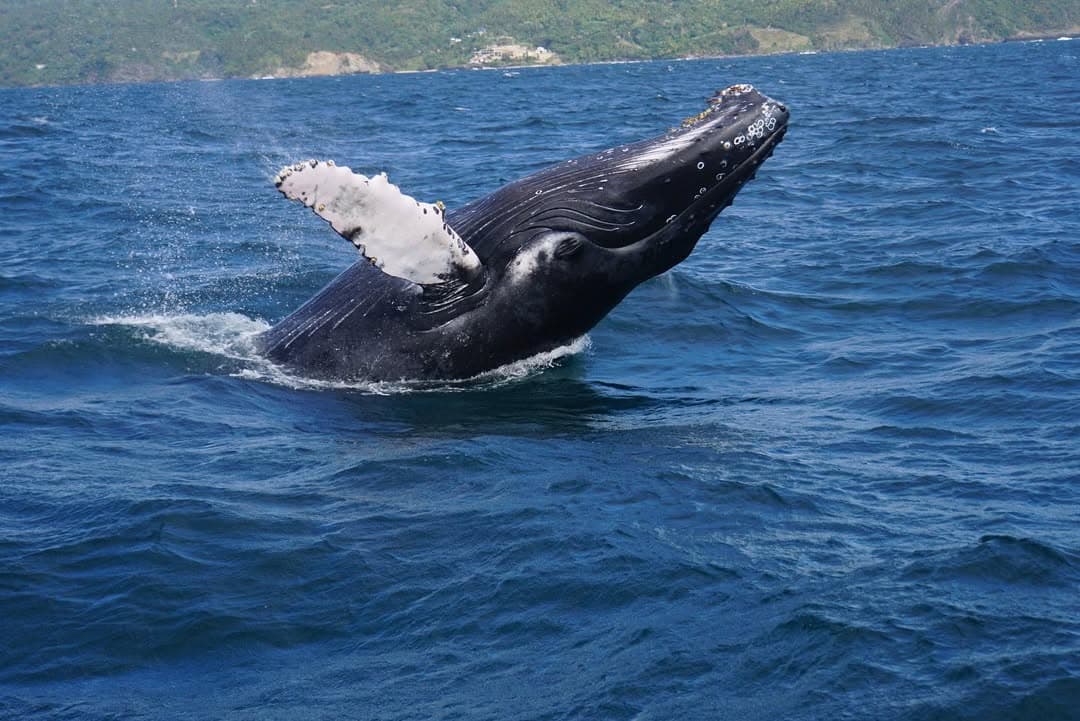 Ancient Taíno petroglyphs and secret cave chambers in Samaná Whale Watching Tour – Humpback Whales in Samaná Bay