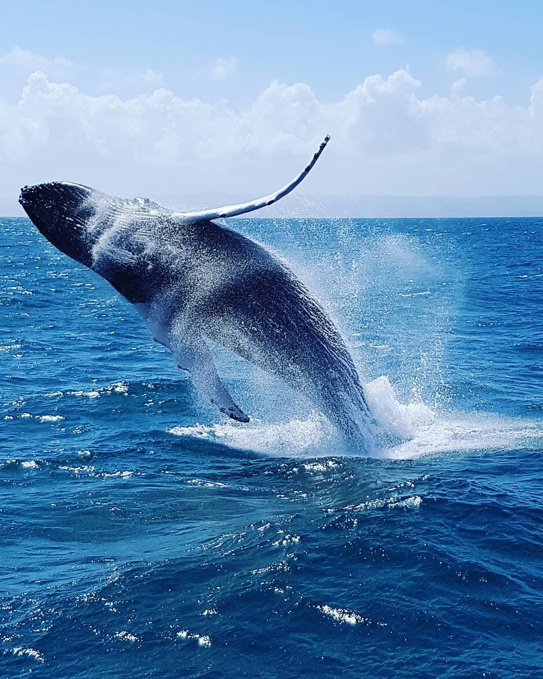 Panoramic view of limestone mogotes, pristine waters, and coast in Samaná Whale Watching Tour – Humpback Whales in Samaná Bay