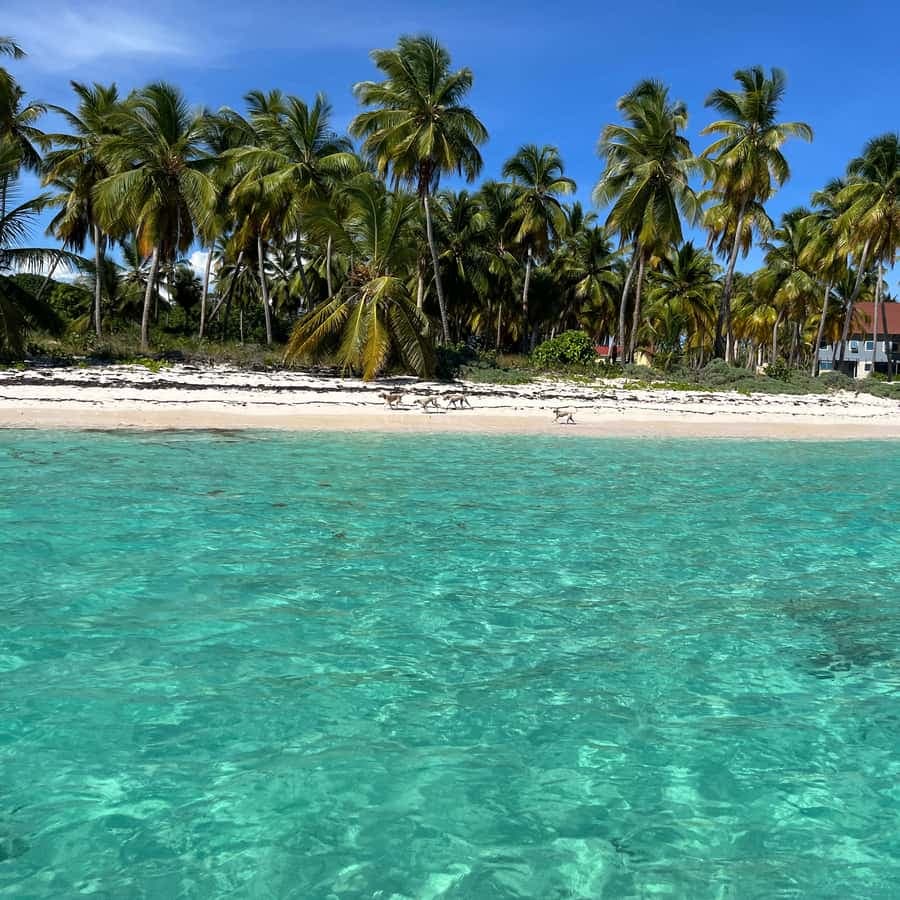 Saona Island: Small Group Virgin Beaches Cruise Day Trip — Guided tour and outdoor activity
