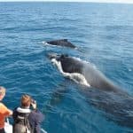 Ausflug Walbeobachtung Samaná Bay + Cayo Levantado von Puerto Plata (privater Transport) — Guided tour and outdoor activity