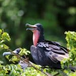 Los Haitises National Park + Lunch at Caño Hondo from Sabana de la Mar — Guided tour and outdoor activity