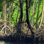 Samaná: Nationalpark Los Haitises und Insel Cayo Levantado — Guided tour and outdoor activity