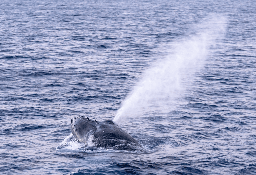 How Humpback Whales Breathe While Resting in Samaná Bay