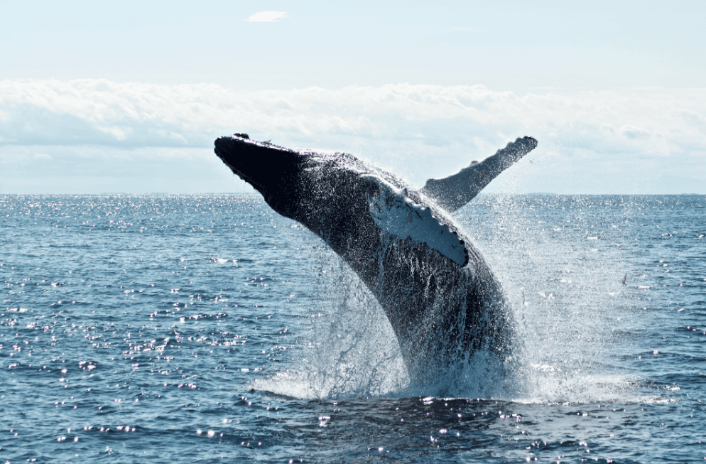 Whale-Watching Season in Samaná