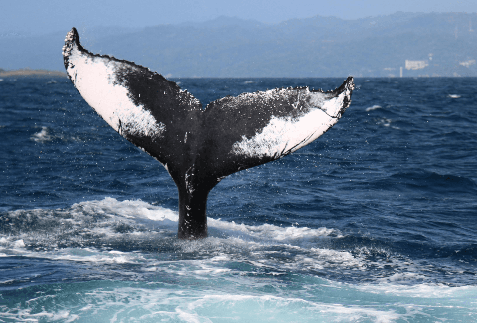 When Is Whale-Watching Season in Samaná? (2027)