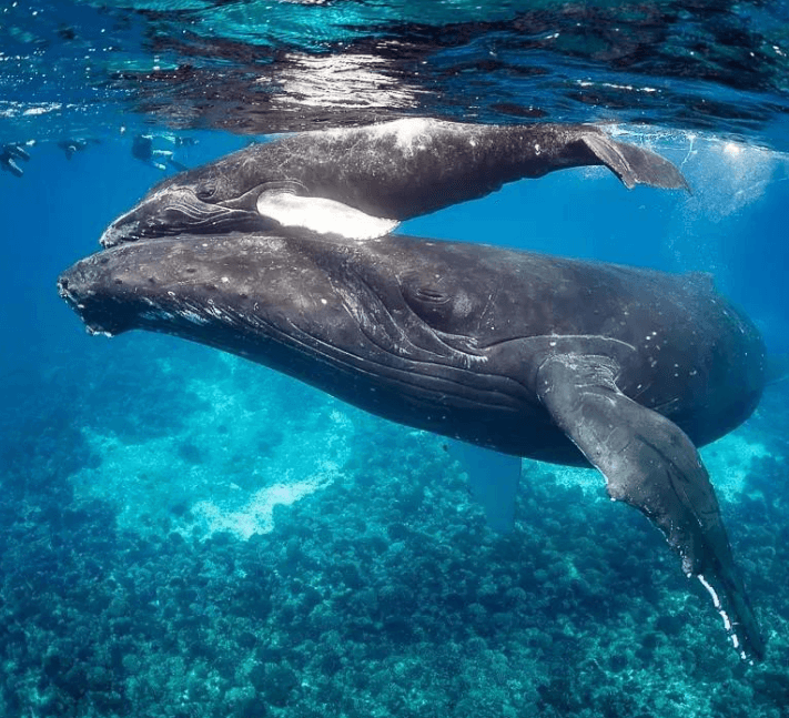 Why Humpback Whales Change Their Breathing Before Long Dives