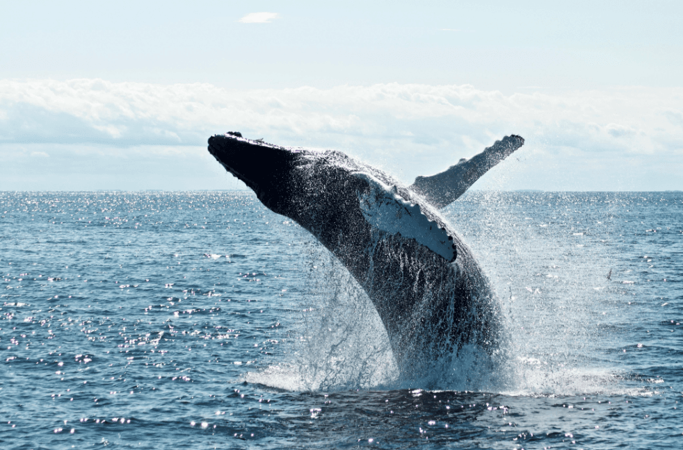 Samaná Whale Watching 2027: Complete Visitor Guide
