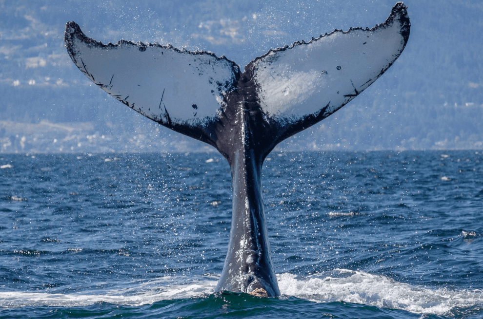 Ocean Temperature and Humpback Whales: What Changes? - Samana Whale Watching Tour Guide