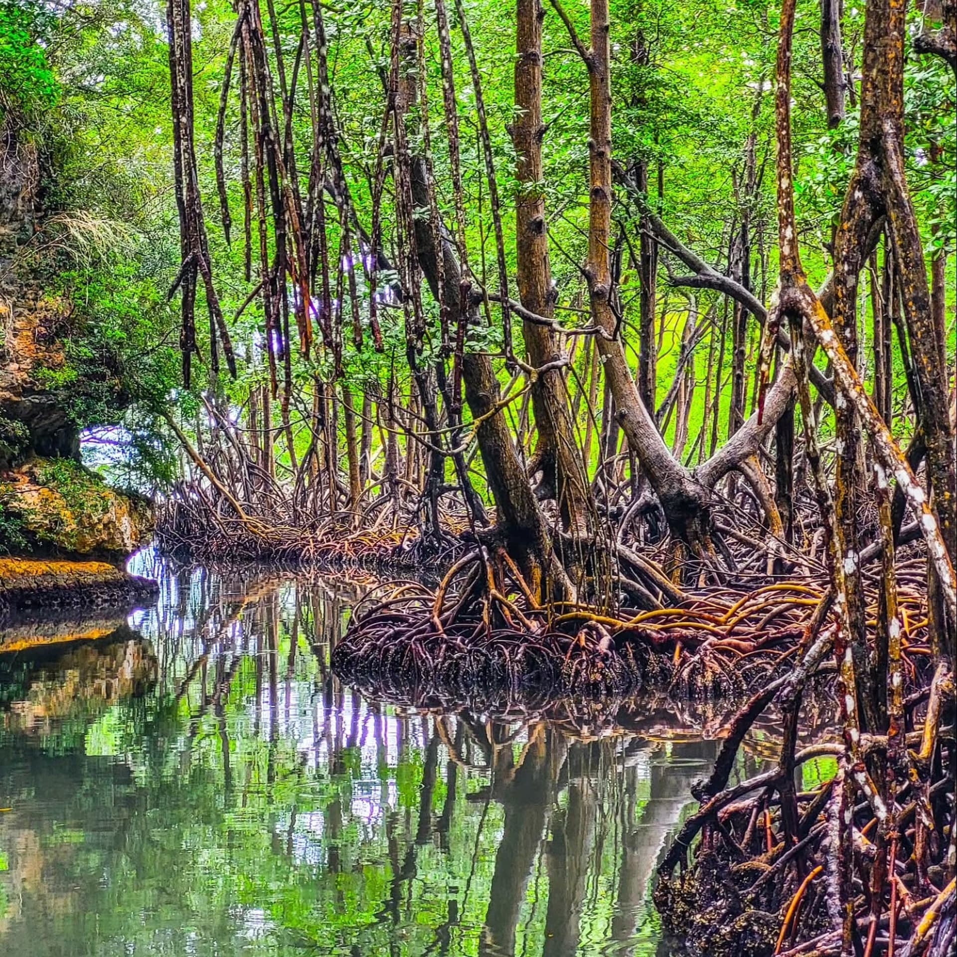 Los Haitises Mangroves: Divoká zvěř, jízda na kajaku a výlety lodí